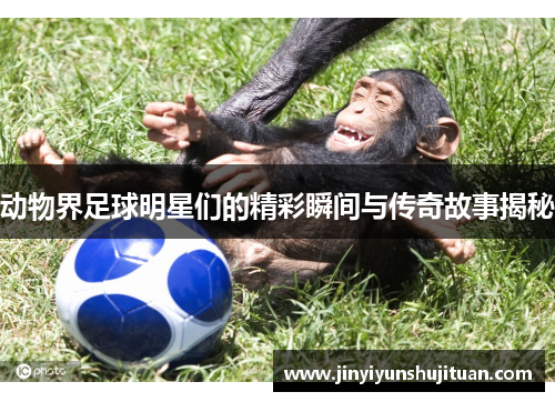 动物界足球明星们的精彩瞬间与传奇故事揭秘